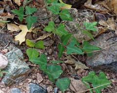 Phaseolus filiformis