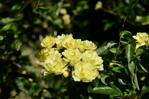 Image of Rosa Banksiae (Rosa banksiae) by no rights reserved
