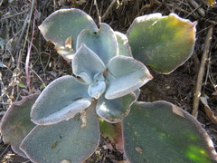 Echeveria zorzaniana