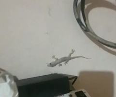 Hemidactylus frenatus