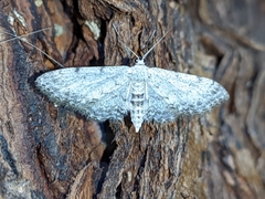 Idaea incisaria