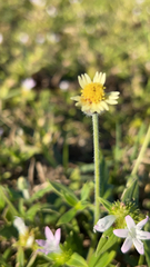 Tridax procumbens image