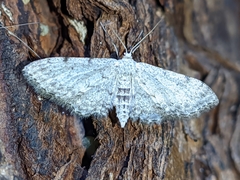 Idaea incisaria