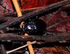 Sphaeroderus stenostomus lecontei
