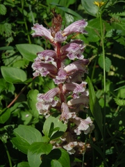 Orobanche crenata