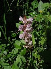 Orobanche crenata