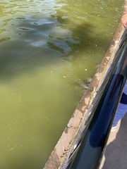 Hypostomus