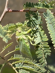 Okanagana aurantiaca