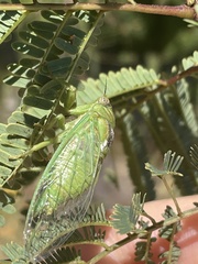 Okanagana aurantiaca