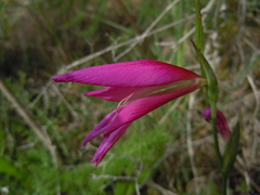 Gladiolus illyricus