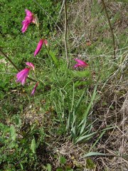 Gladiolus illyricus