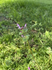Lamium amplexicaule