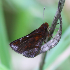 Ginungagapus ranesus