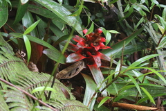Guzmania squarrosa