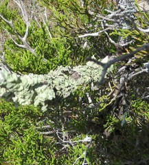 Flavoparmelia rutidota