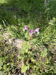 Lamium amplexicaule