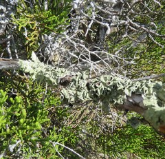 Flavoparmelia rutidota