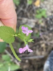 Stachys tenerrima