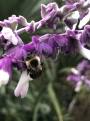 Bombus impatiens