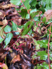 Aceria caliberberis