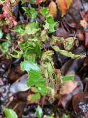 Aceria caliberberis
