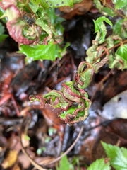 Aceria caliberberis