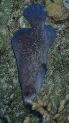 Rypticus saponaceus