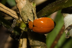 Isotes eruptiva