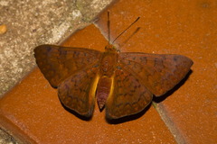 Emesis mandana