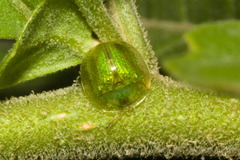 Plagiometriona herbea