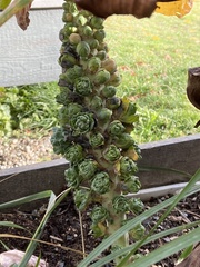 Brassica oleracea gemmifera
