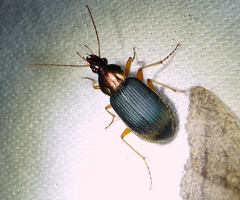 Chlaenius aestivus