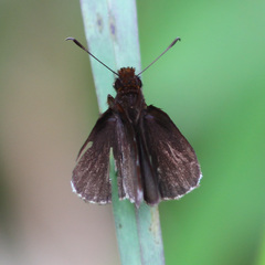 Ginungagapus ranesus