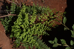 Cheilanthes quadripinnata