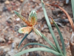 Cyperus rubicundus