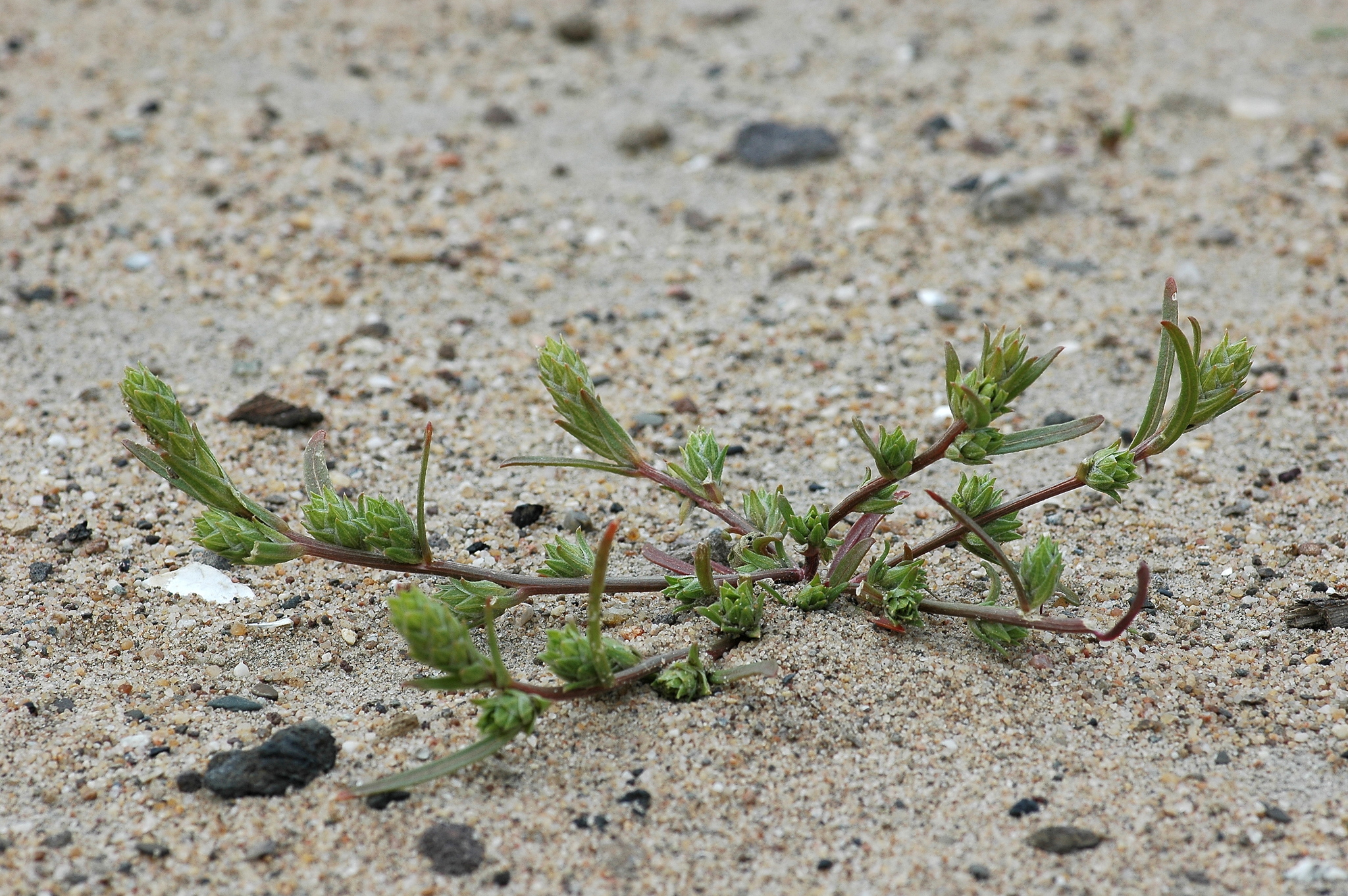 tumbleweed (Invasive Species of Texas) · iNaturalist