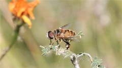 Palpada vinetorum