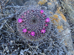 Mammillaria mystax