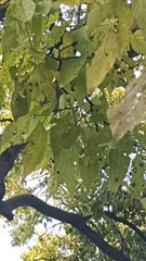 Celtis occidentalis