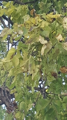 Celtis occidentalis