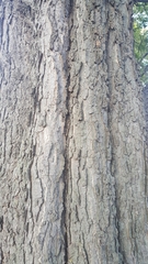 Celtis occidentalis