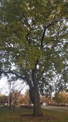 Celtis occidentalis