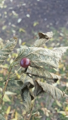 Celtis occidentalis