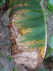 Pseudocercospora fijiensis