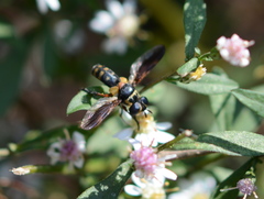 Trichopoda plumipes