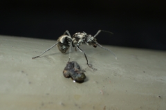 Polyrhachis illaudata