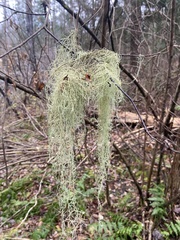Usnea cavernosa