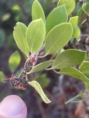 Arctostaphylos hookeri