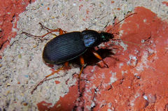 Chlaenius laticollis