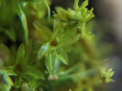 Leptodontium flexifolium